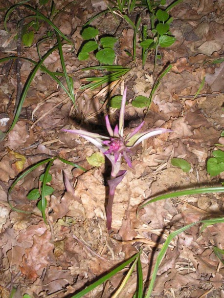 Image of Epipactis purpurata specimen.