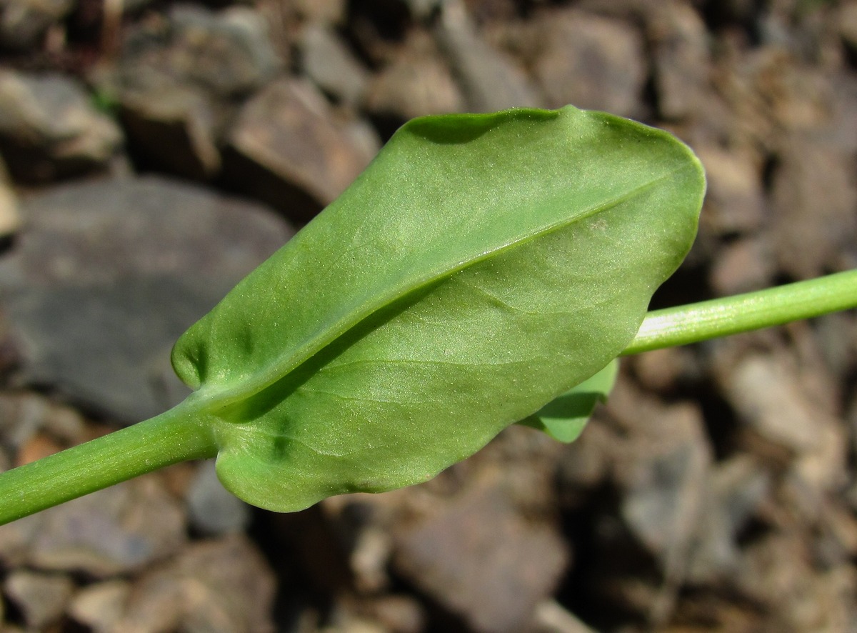 Изображение особи Cerastium davuricum.