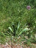 Allium stipitatum. Цветущее растение. Узбекистан, г. Ташкент, пос. Улугбек, санитарно-защитная зона. 04.05.2012.