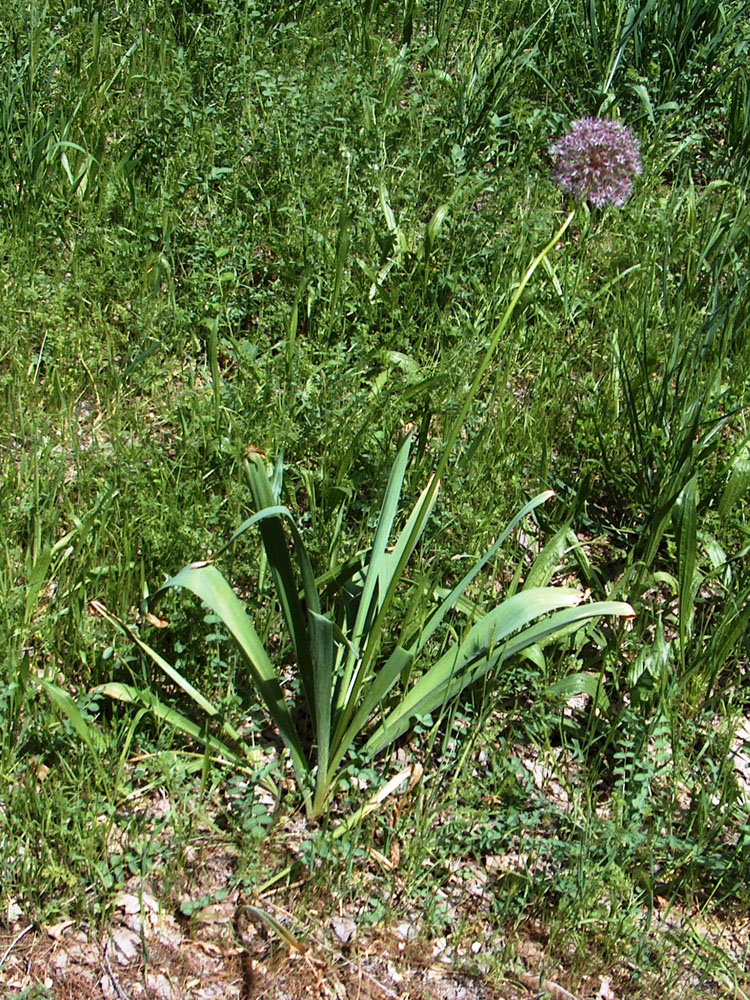 Изображение особи Allium stipitatum.