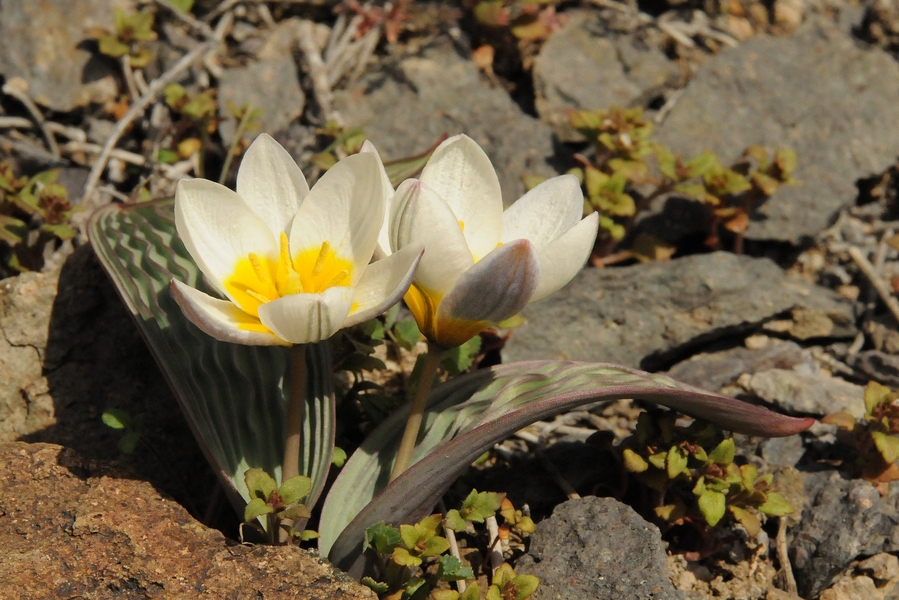 Изображение особи Tulipa regelii.