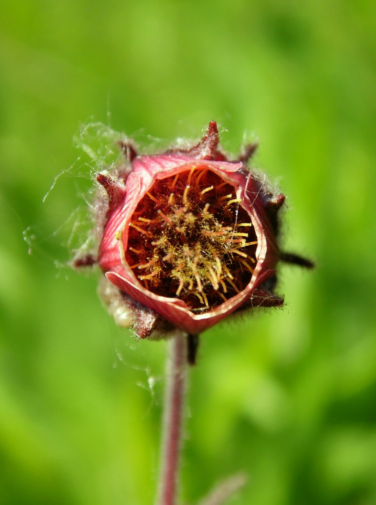 Image of Geum rivale specimen.