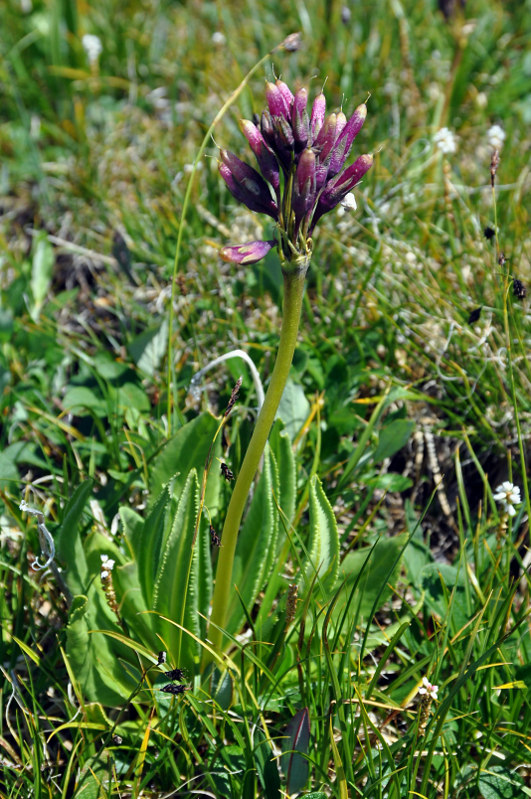 Image of Primula nivalis specimen.