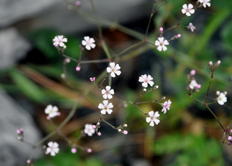 Изображение особи Gypsophila pacifica.