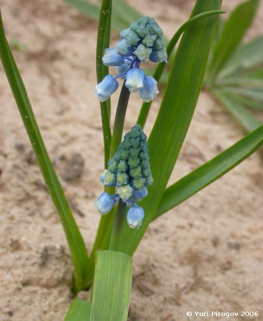 Изображение особи Pseudomuscari forniculatum.