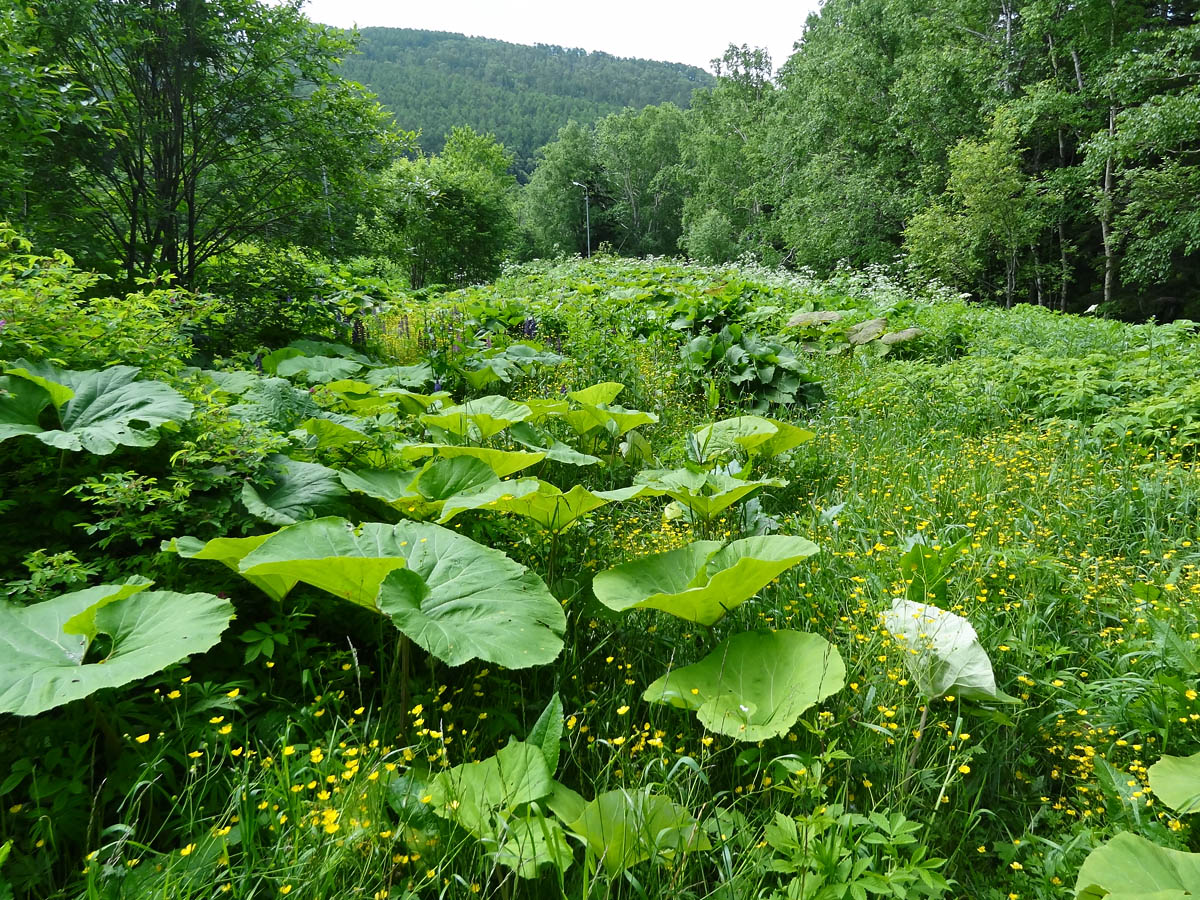 Image of Petasites amplus specimen.