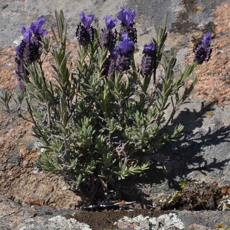 Изображение особи Lavandula stoechas.