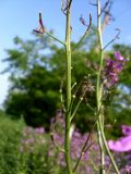 Hesperis pycnotricha. Часть соплодия. Ростовская обл., Азовский р-н, хутор Марков, обочина дороги. 25.05.2015.