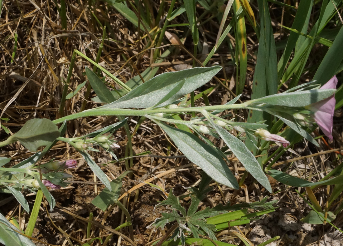 Image of Convolvulus lineatus specimen.