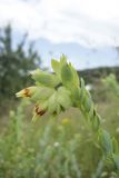 Cerinthe minor