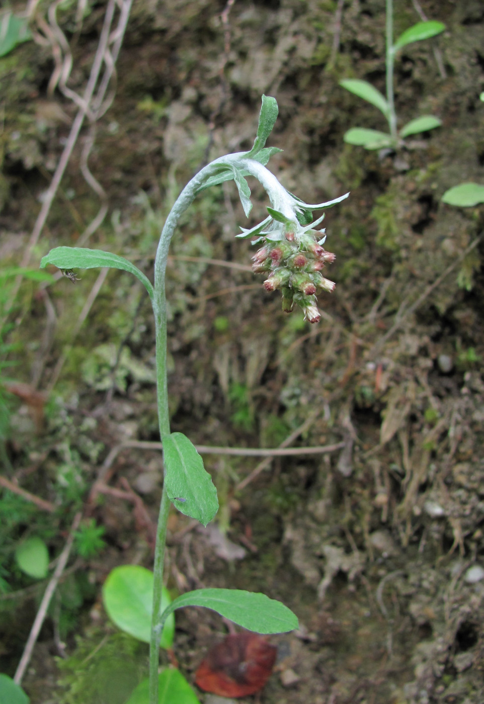 Image of familia Asteraceae specimen.