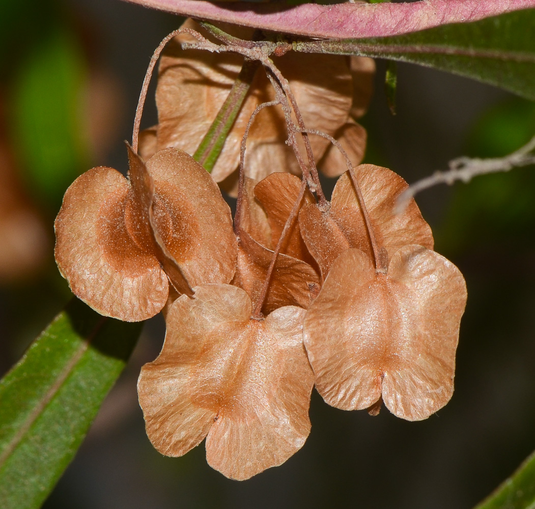 Изображение особи Dodonaea viscosa.