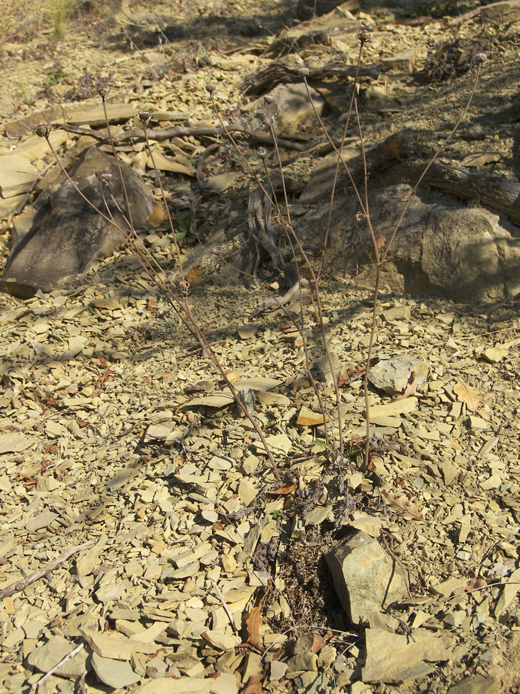 Image of Pyrethrum poteriifolium specimen.