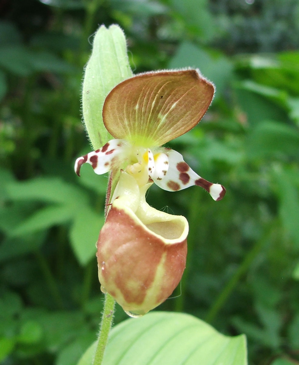 Image of Cypripedium yatabeanum specimen.