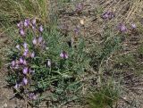 Astragalus ceratoides