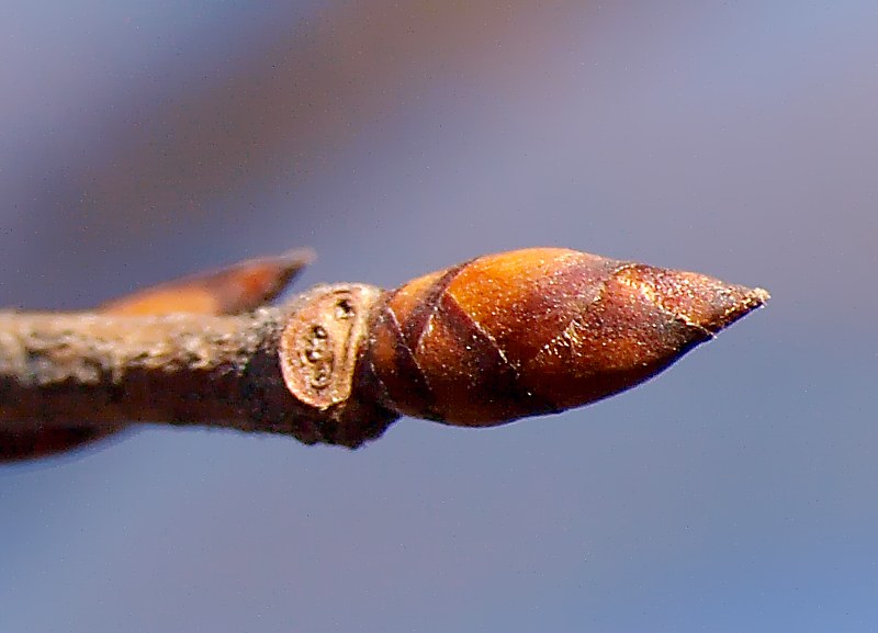 Image of Ulmus laevis specimen.
