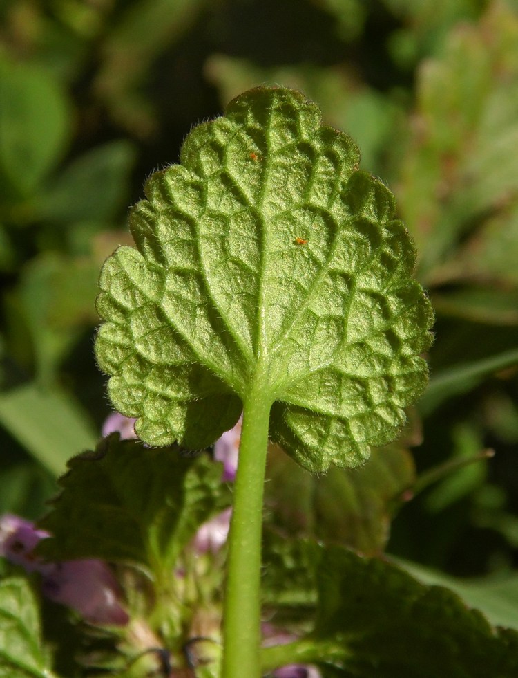 Изображение особи Lamium purpureum.