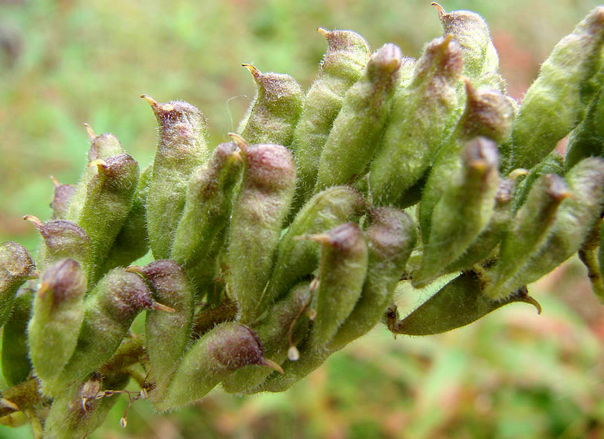 Image of Cimicifuga foetida specimen.