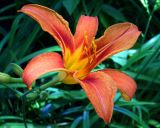 Hemerocallis fulva. Цветок. Донецк, в культуре. Середина июня 2015 г.