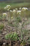 Schivereckia podolica. Цветущее растение. Воронежская обл., Лискинский р-н, окр. с. Дивногорье. 02.05.2015.