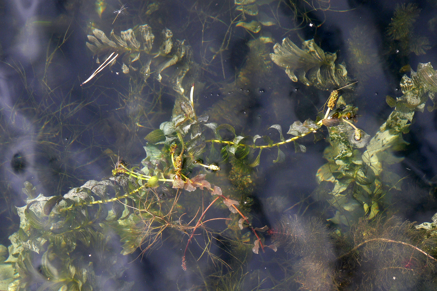 Изображение особи Potamogeton perfoliatus.