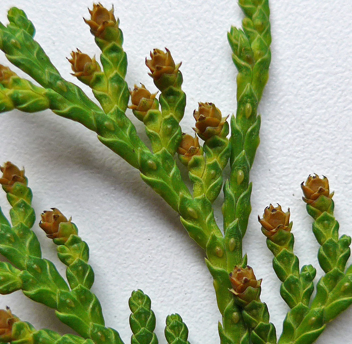 Image of Thuja occidentalis specimen.