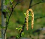 Image of taxon representative. Author is Виталий Гуменюк
