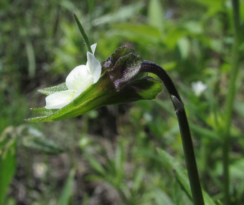 Image of Viola kitaibeliana specimen.