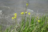 Erysimum cuspidatum