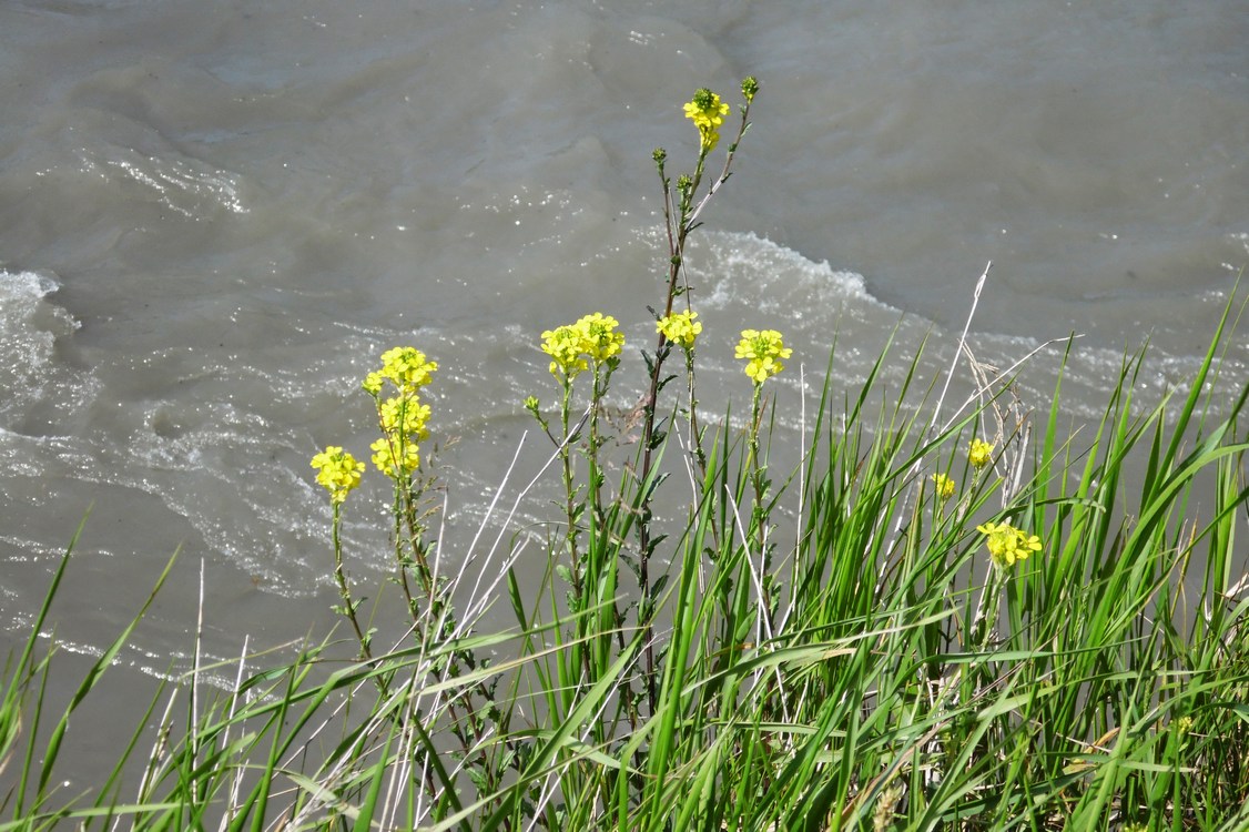 Image of Erysimum cuspidatum specimen.