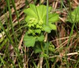 Alchemilla glabricaulis