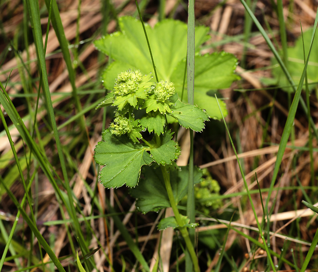 Изображение особи Alchemilla glabricaulis.