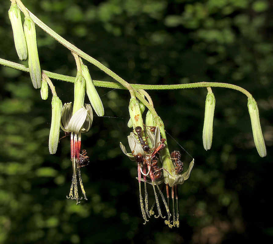 Image of Prenanthes tatarinowii specimen.