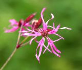 Coccyganthe flos-cuculi. Цветок. Московская обл., Раменский р-н, окр. ж.-д. платформы Хрипань, просека под ЛЭП. 08.06.2016.