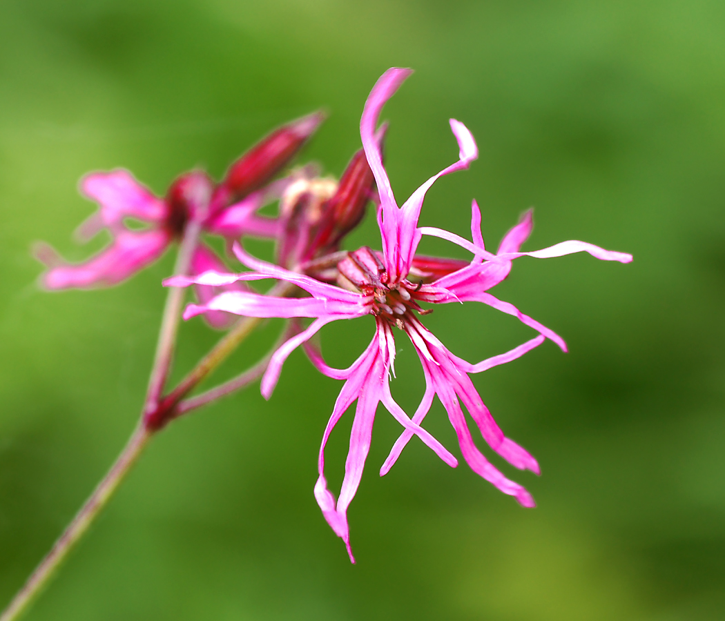 Изображение особи Coccyganthe flos-cuculi.