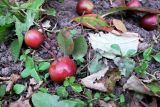 Malus &times; purpurea