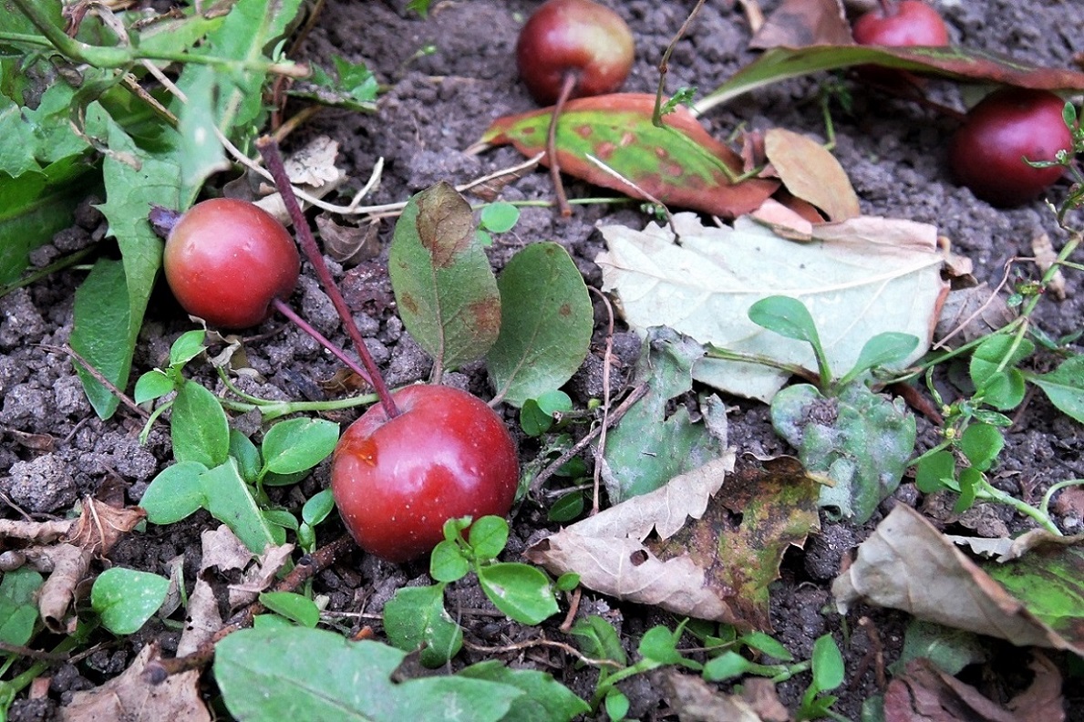 Изображение особи Malus &times; purpurea.