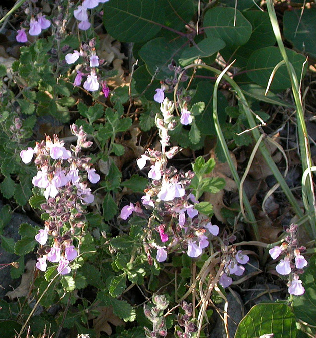 Изображение особи Teucrium chamaedrys.