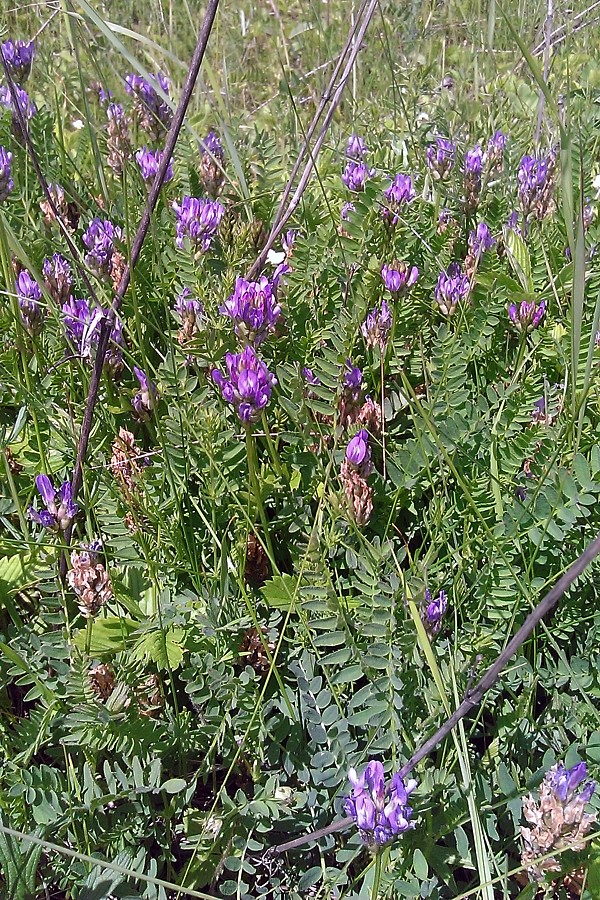 Изображение особи Astragalus danicus.