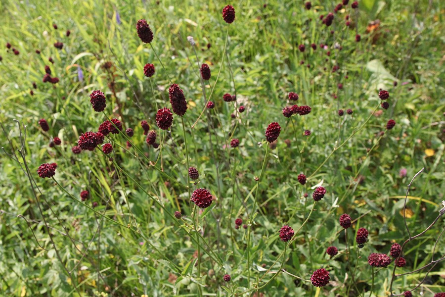 Image of Sanguisorba officinalis specimen.