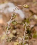 Helianthemum ventosum. Соплодие. Израиль, нагорье Негев, окр. киббуца Сде Бокер, средняя часть склона северо-восточной экспозиции. 19.03.2014.