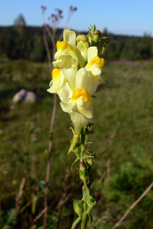 Изображение особи Linaria vulgaris.