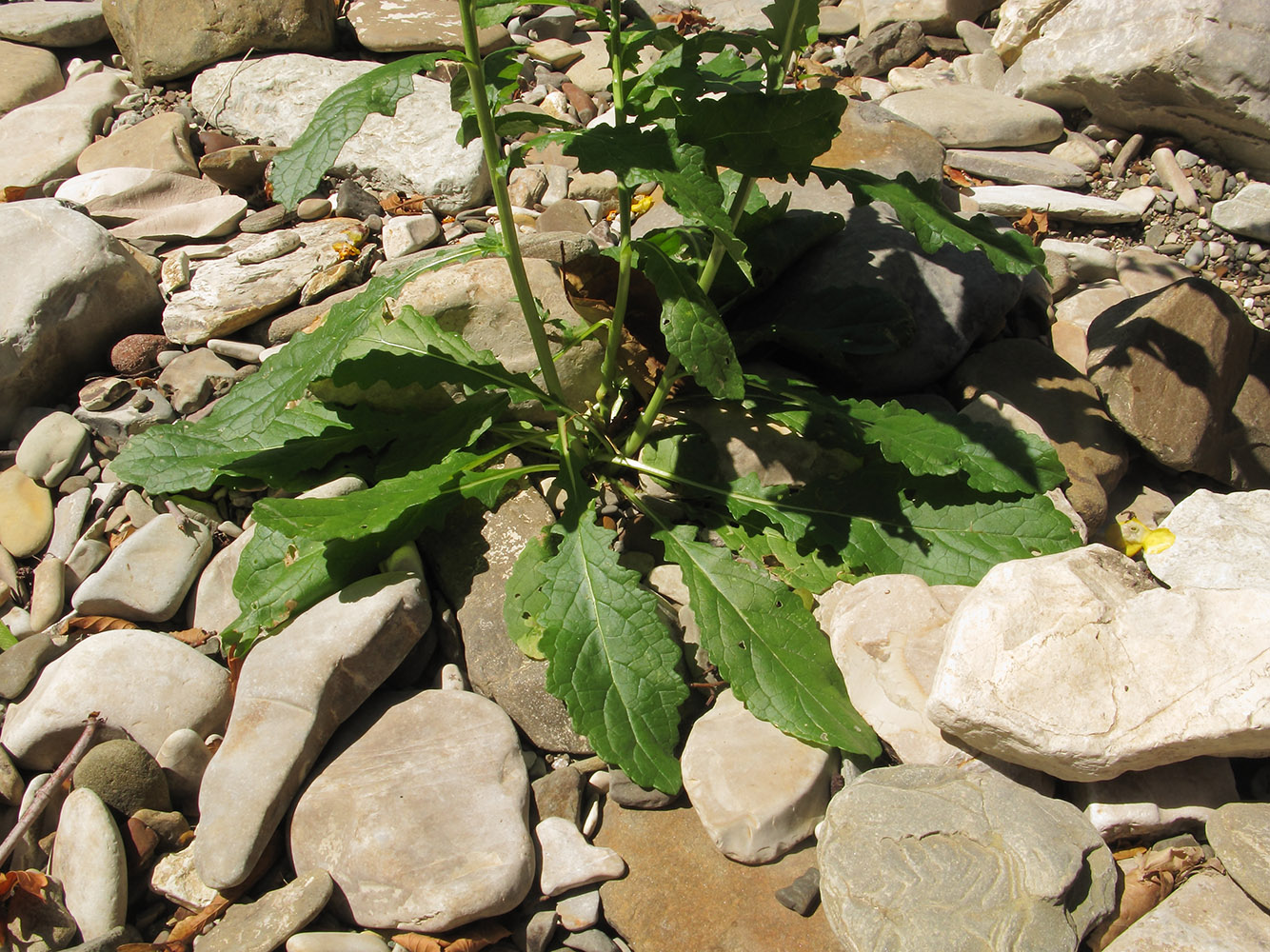 Image of Verbascum blattaria specimen.