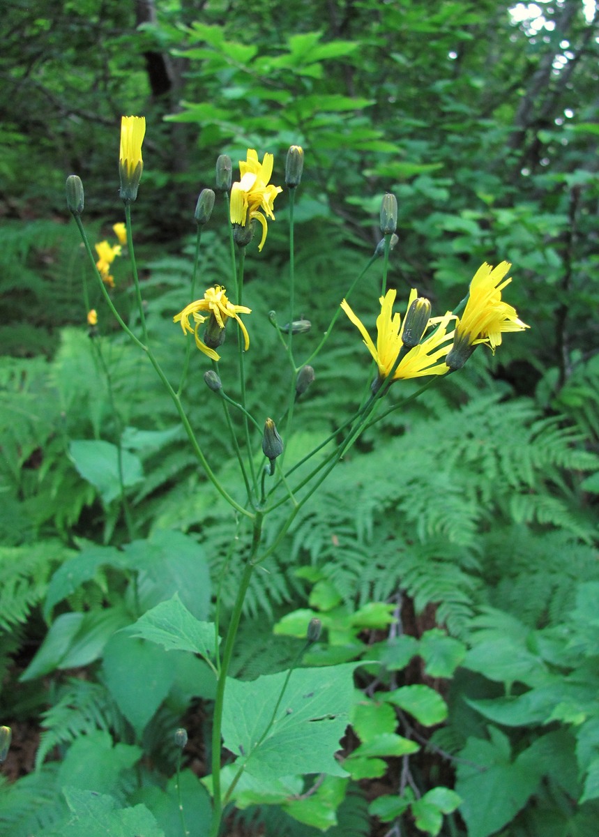 Image of Prenanthes abietina specimen.