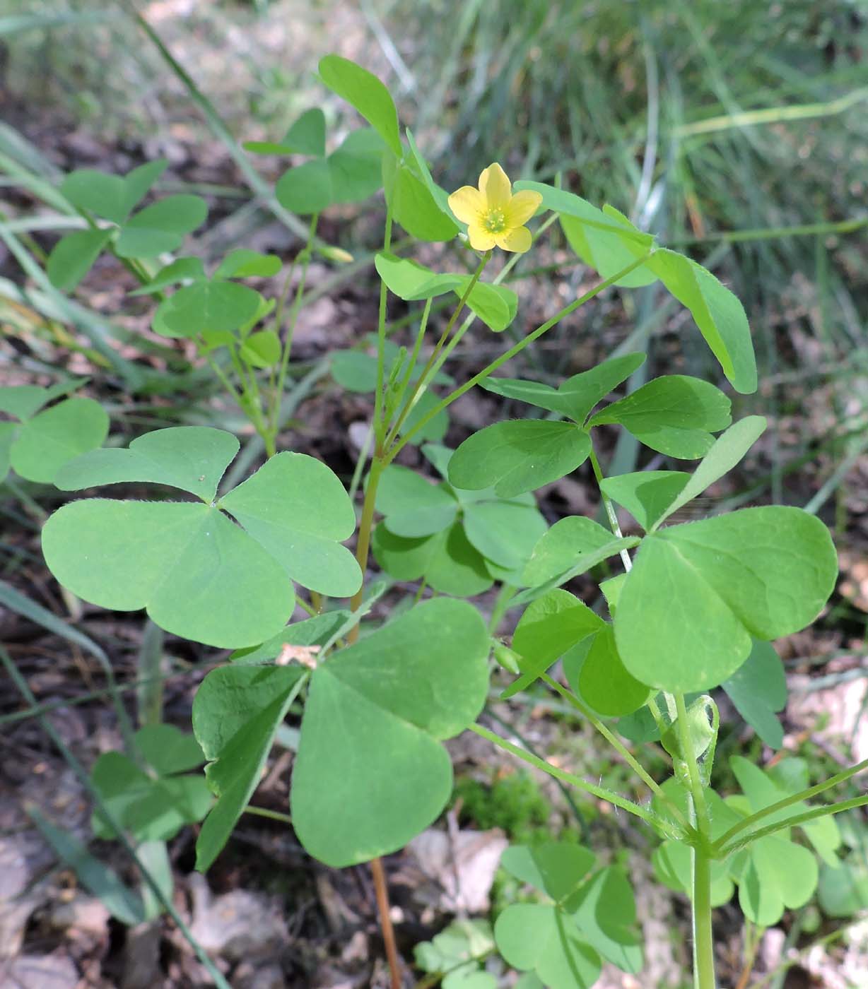 Изображение особи Oxalis stricta.