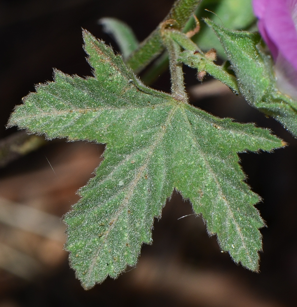 Изображение особи Malva punctata.