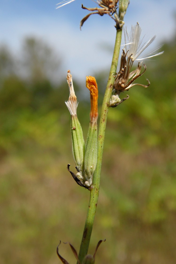 Изображение особи Chondrilla juncea.