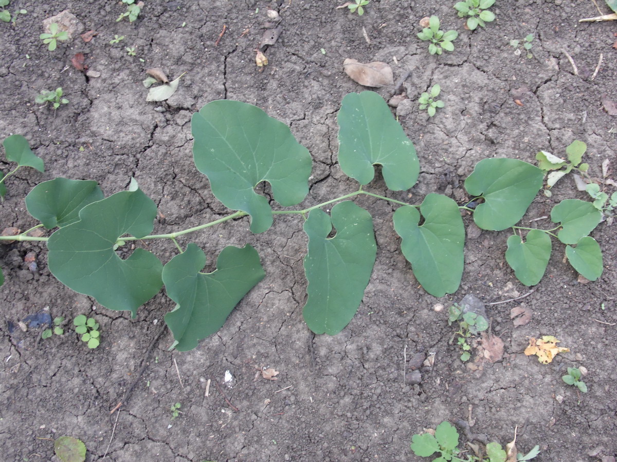 Image of Aristolochia clematitis specimen.