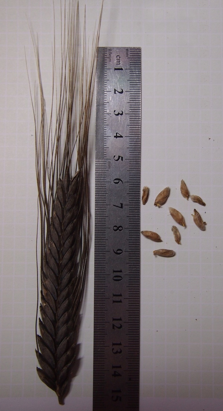 Image of Triticum dicoccum specimen.