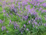 Vicia tenuifolia. Цветущие растения. Саратовская обл., Красноармейский р-н, окр. с. Меловое. 30.05.2009.